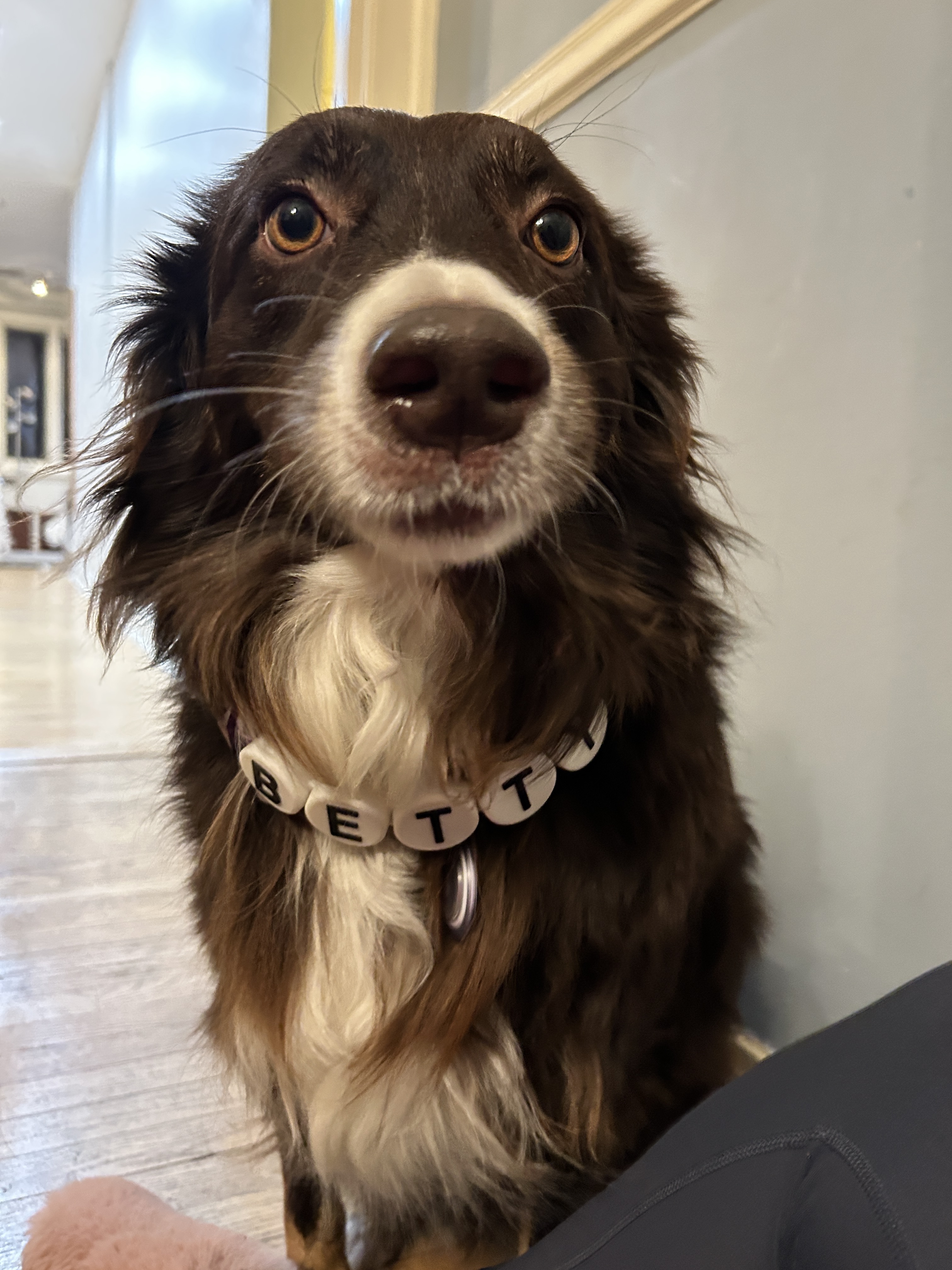 Very cute dog stares at camera