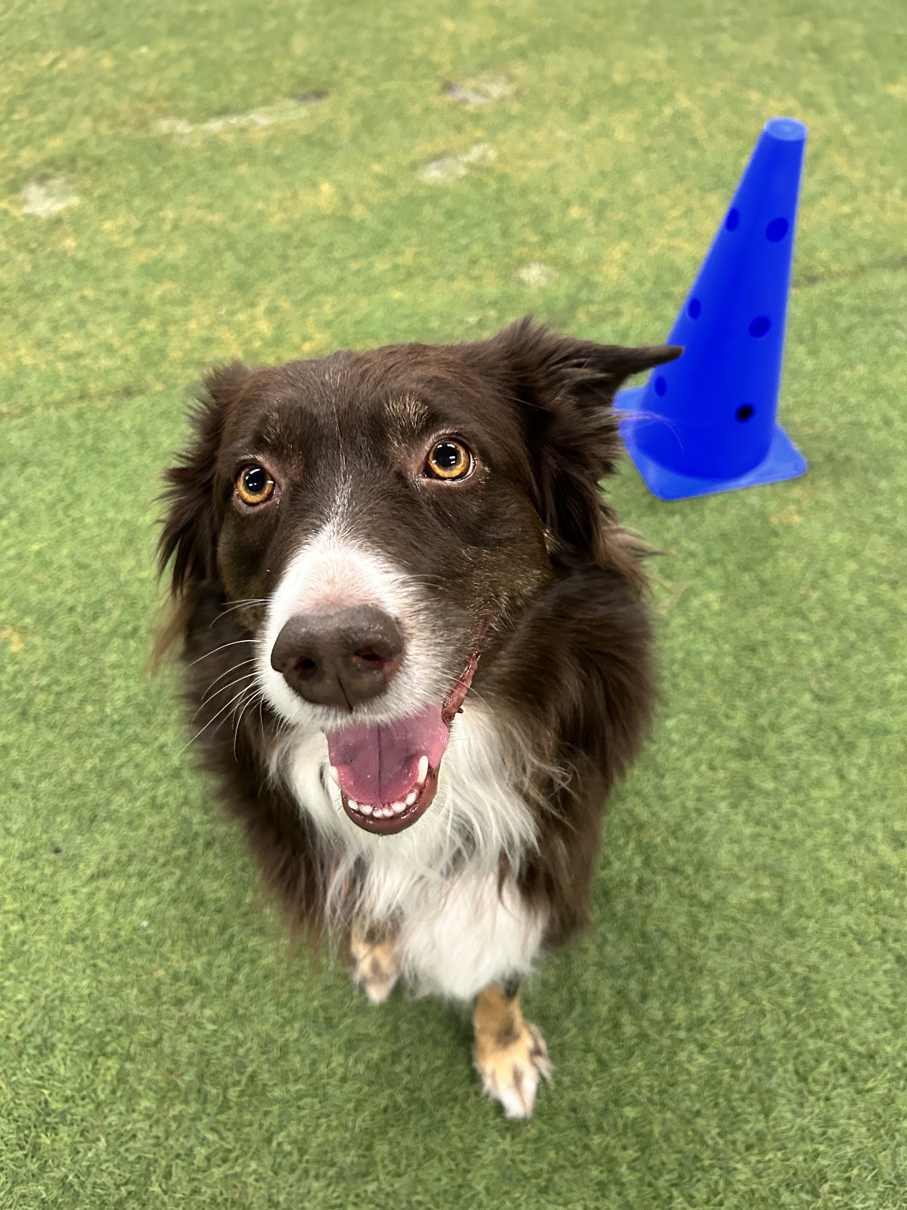 Very cute dog stares at camera