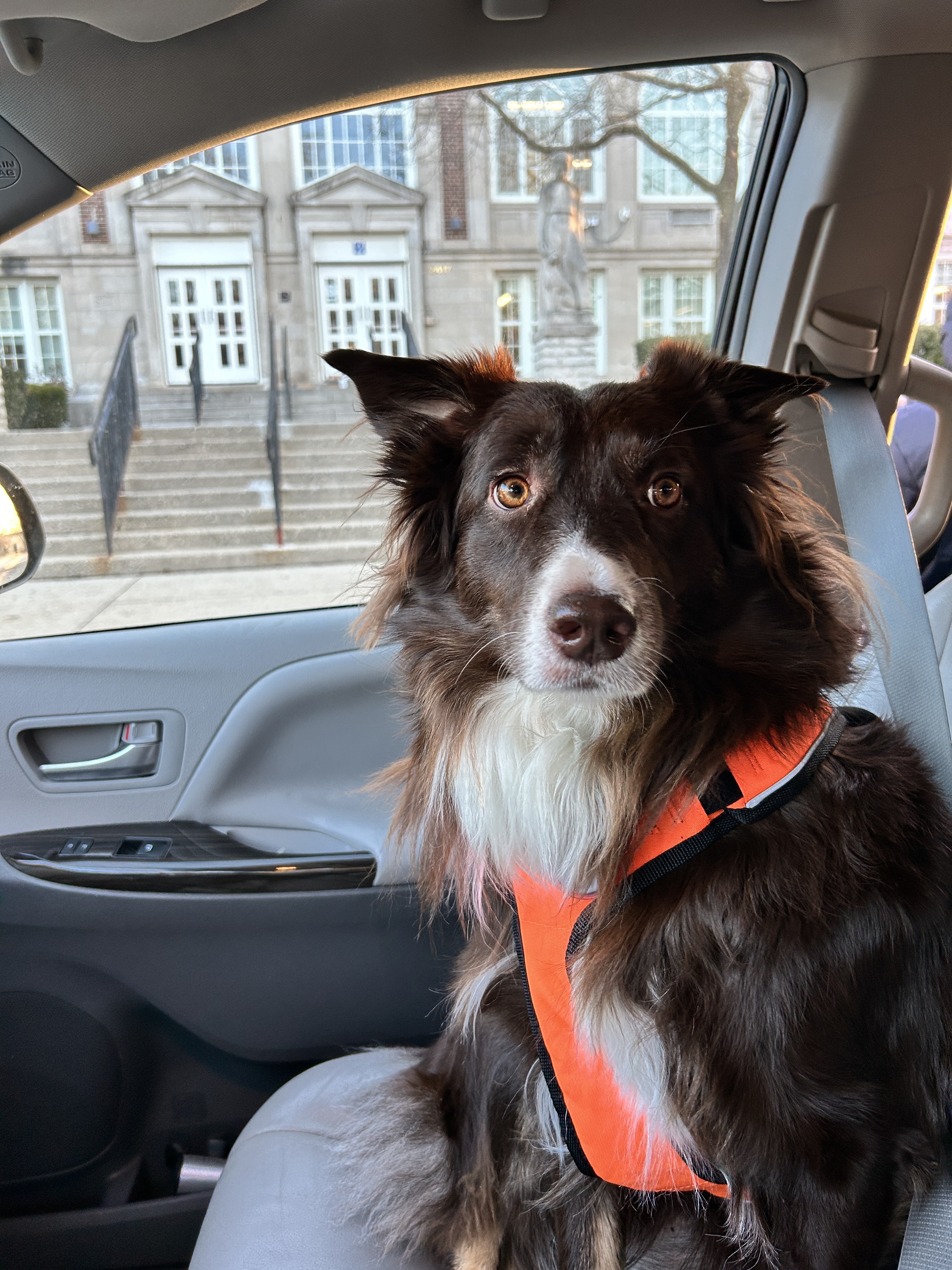 Very cute dog stares at camera